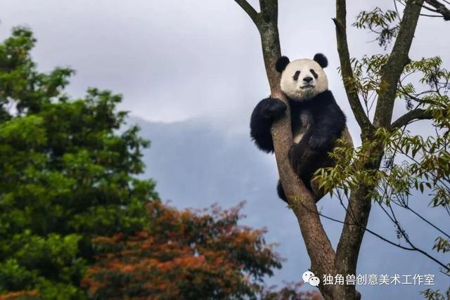 怎样绘画熊猫(绘画教程憨态可掬的熊猫)(4)