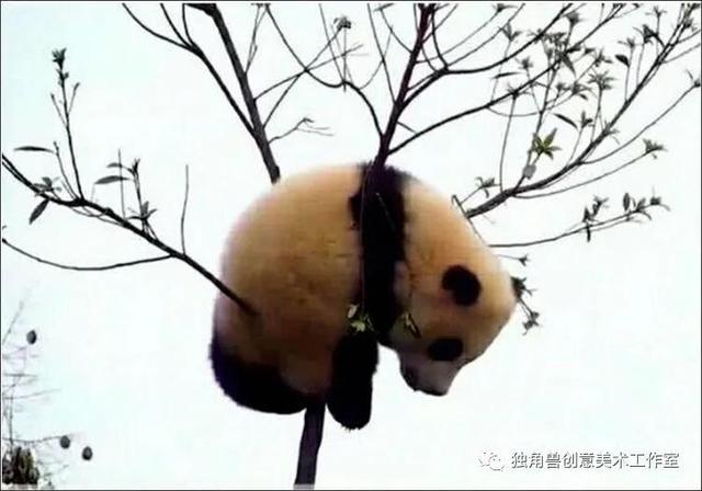 怎样绘画熊猫(绘画教程憨态可掬的熊猫)(5)