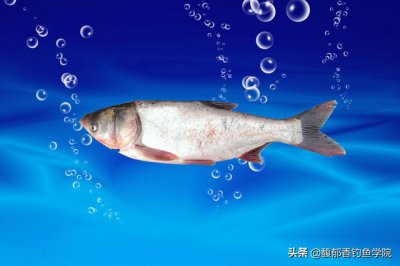 ​诱鱼剂实测哪一种最好（哪种诱鱼剂和鱼类促食剂比较高级）