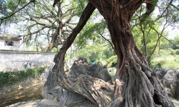 广西黄姚古镇在哪里,贺州到黄姚古镇怎么坐车图3