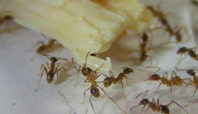 ​家里有小黄蚂蚁的原因，家里总是有小黄蚂蚁是怎么回事？