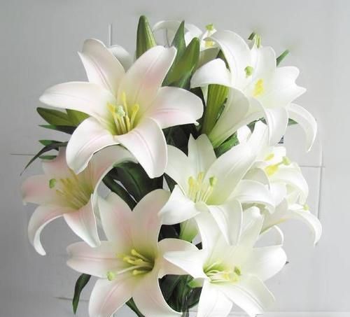 百合花代表什么花语?