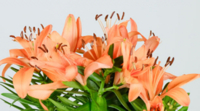 ​百合的花语是什么,百合的花语与寓意是什么