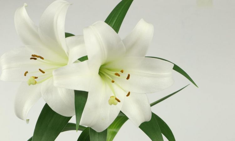 百合花的花语是什么