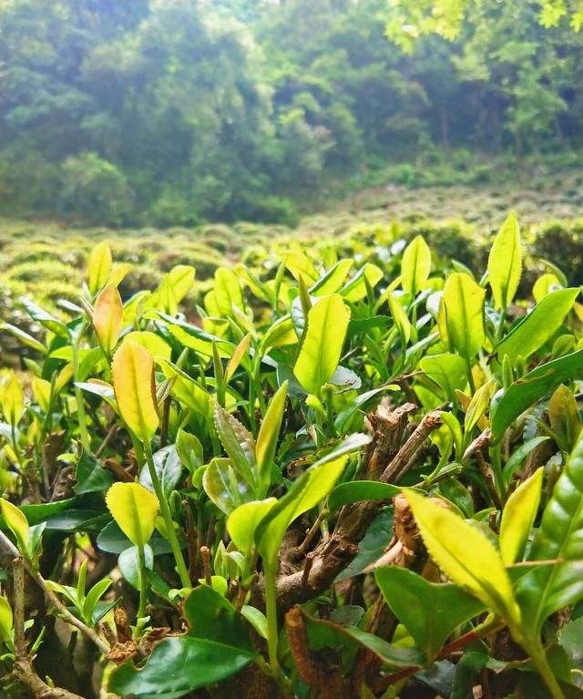 龙井是什么茶，龙井茶是什么茶，如何泡，能做菜吗？图1