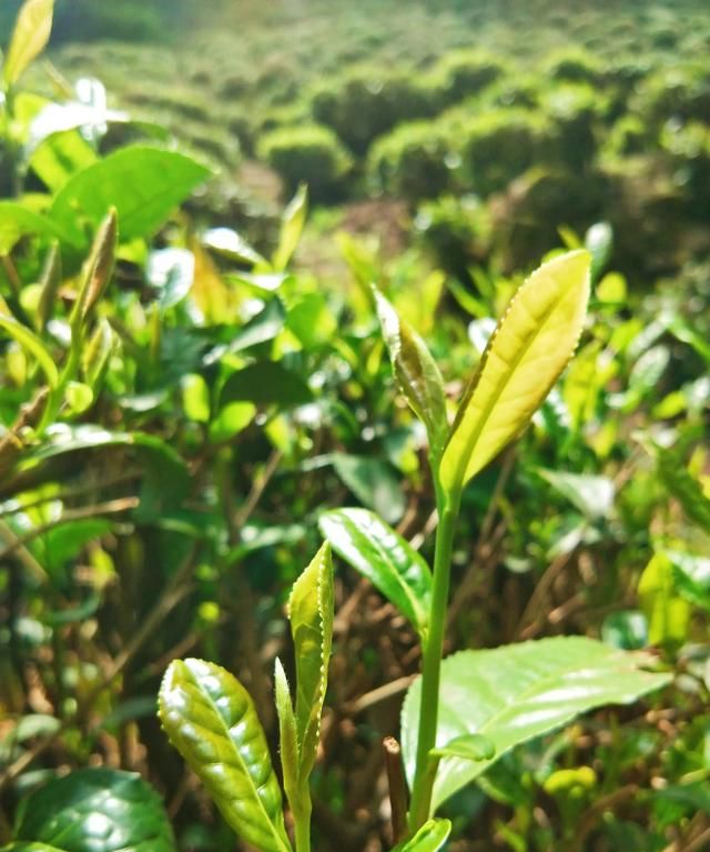 龙井是什么茶，龙井茶是什么茶，如何泡，能做菜吗？图2