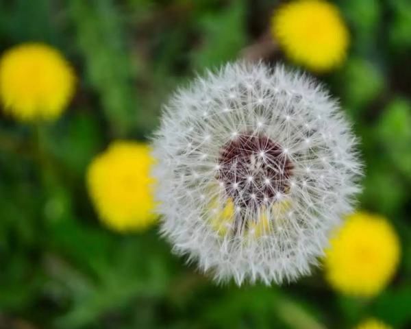 种子传播方法00种,植物传播方法100种图17