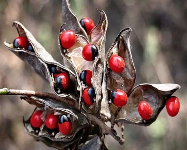 种子传播方法00种,植物传播方法100种图16