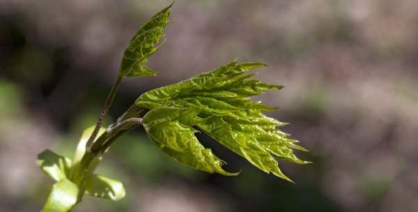 种子传播方法00种,植物传播方法100种图14