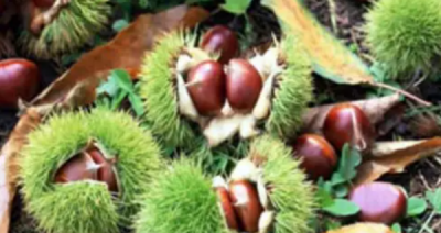 ​种子传播方法00种,植物传播方法100种