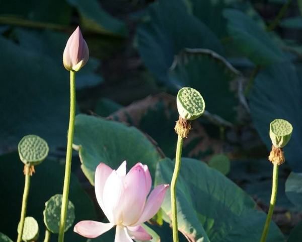 种子传播方法00种,植物传播方法100种图18