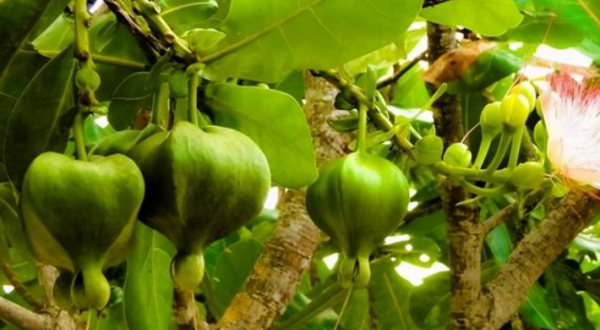 种子传播方法00种,植物传播方法100种图7