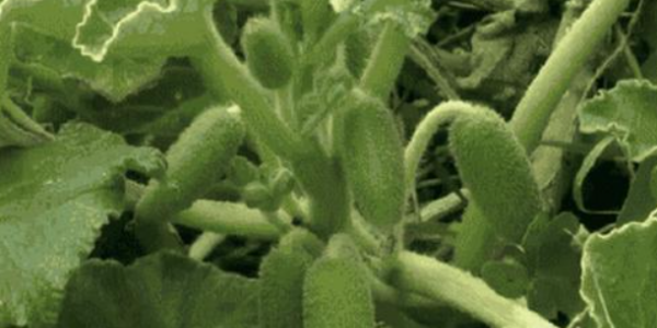 种子传播方法00种,植物传播方法100种图4
