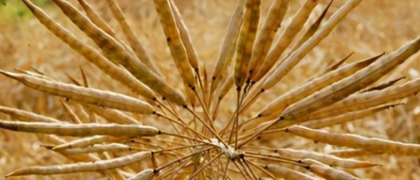 种子传播方法00种,植物传播方法100种图3