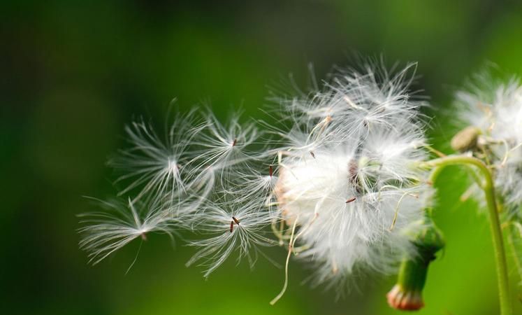 植物传播方法100种