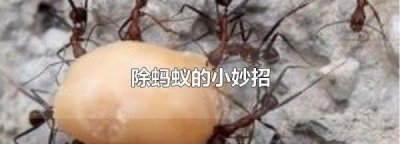 ​驱赶蚂蚁简单的方法,永久去除蚂蚁的小妙招