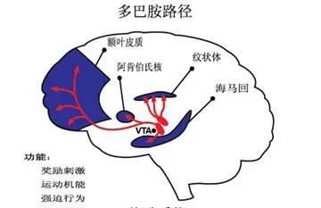 多巴胺是什么，多巴胺分泌是什么，对减肥与增肌有什么影响？图1