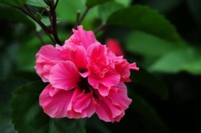 ​扶桑花的女孩电影观后感，扶桑花的女孩观后感