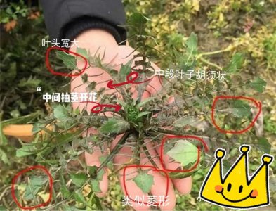 ​如何判断是不是荠菜，看这几点就够了！超详细辨别野菜教程