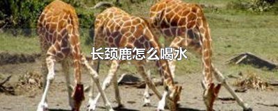 ​长颈鹿怎么喝水河北梆子秦香莲 长颈鹿怎么喝水简单一点