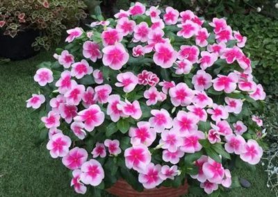 ​四季常开的室内盆花品种（一年四季开花的漂亮花卉植物）