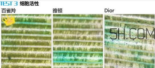 百雀羚能量元面霜和雅顿复合面霜哪个好?
