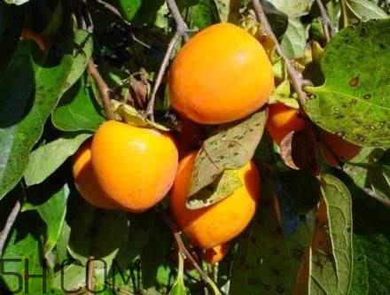柿子和青萝卜能一起吃吗 青萝卜和柿子能一起吃吗
