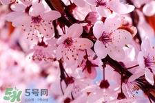 樱花可以吃吗？新鲜的樱花能吃吗？