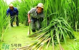 茭白多少钱一斤 茭白的营养价值