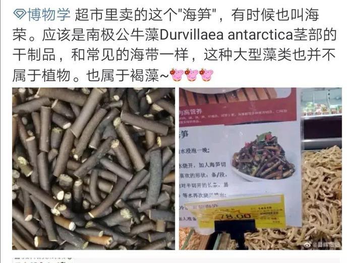 “海笋”到底是什么东西？