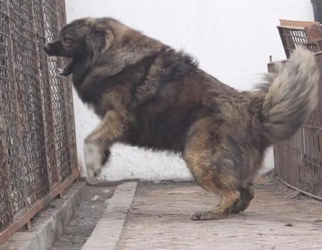普通人害怕养高加索犬，专家却说出这四种理由，养了绝对不后悔！
