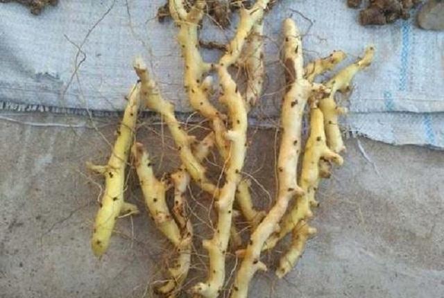 这种植物人称“穿地龙”请您识别，舒筋通络，还止咳化痰