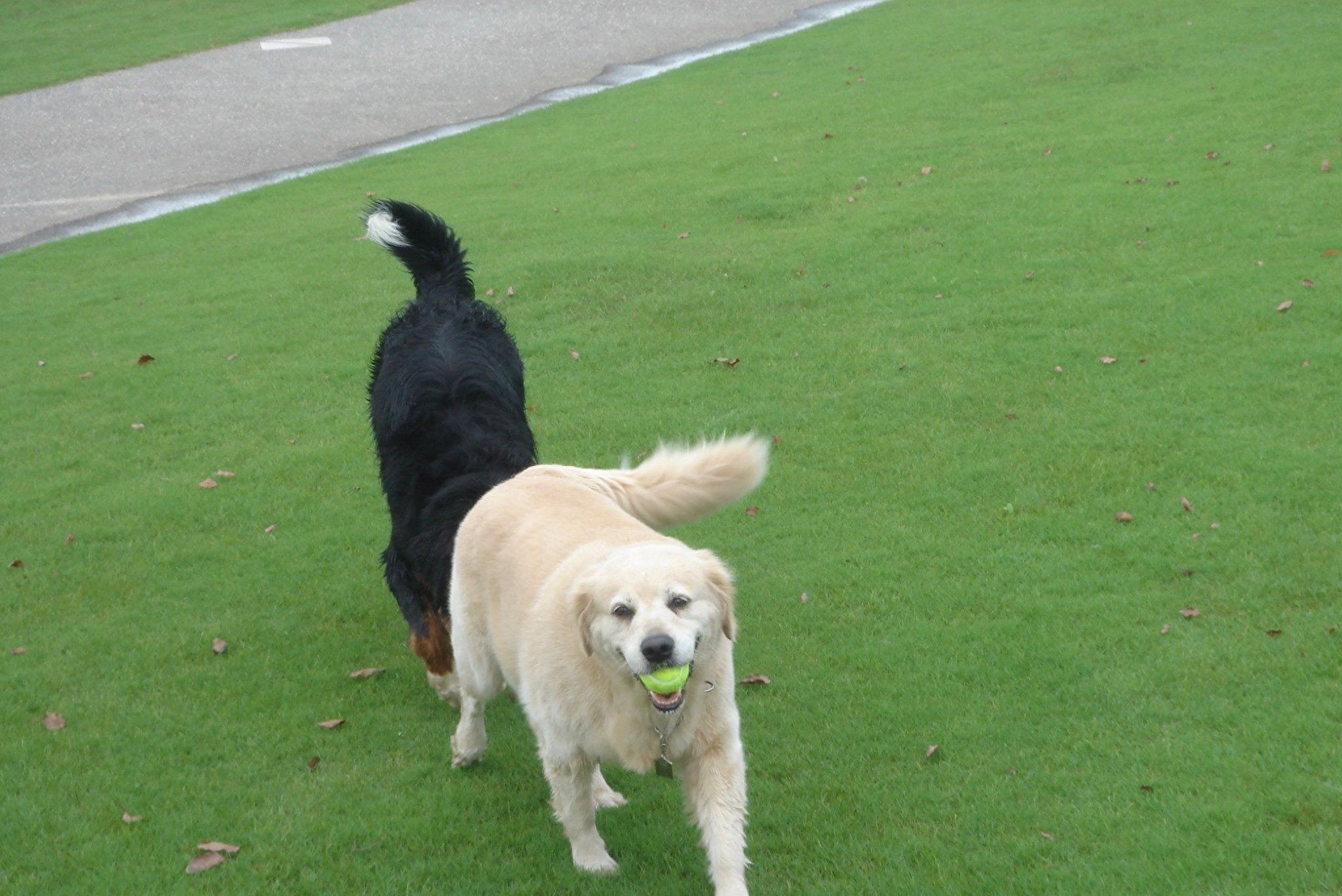 中国最稀有的护卫犬：昆仑山脉犬，被遗忘的烈性犬