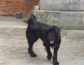 中国最稀有的护卫犬：昆仑山脉犬，被遗忘的烈性犬