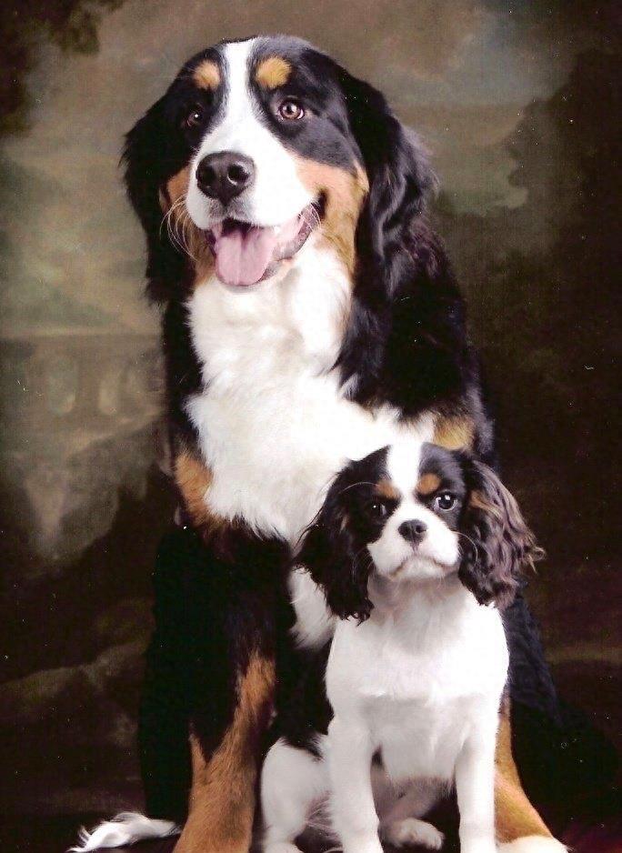 中国最稀有的护卫犬：昆仑山脉犬，被遗忘的烈性犬