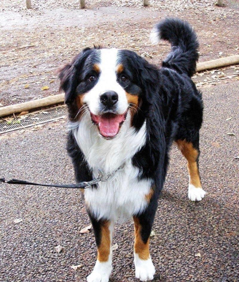 中国最稀有的护卫犬：昆仑山脉犬，被遗忘的烈性犬