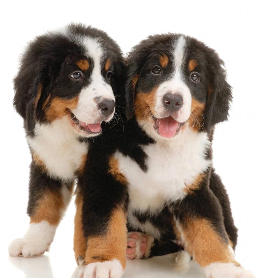 中国最稀有的护卫犬：昆仑山脉犬，被遗忘的烈性犬