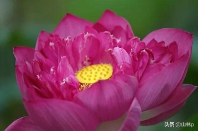 ​分享图片，一花一世界，一念一清静
