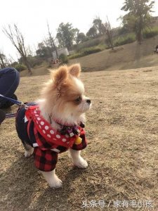 ​这样的长毛吉娃娃，你见过吗