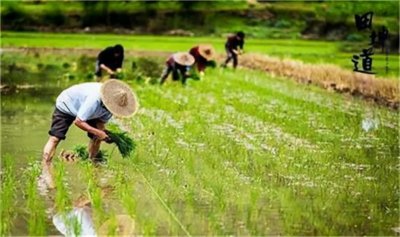 ​东北大米这些知名的品牌你都知道吗？