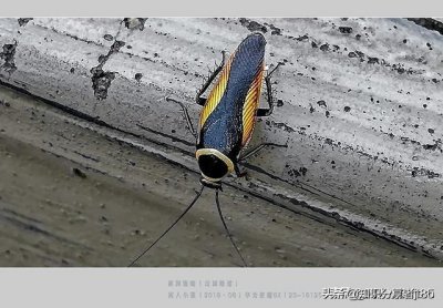 ​蟑螂有天敌吗？