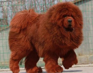 ​产于中国本土的八种狗，你都认识吗？
