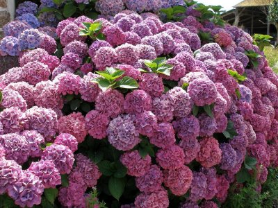​“绣球花”何时开花？花期多长？了解这几点，不再错过艳丽花景