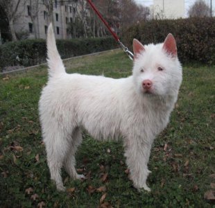 ​狩猎技能居世界第二的中华名犬——下司犬