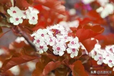 ​每天多认一个字：棠棣 「 táng dì」