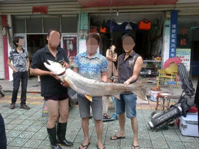 ​一种“吃鱼的鱼”体长可长到1米多，被渔民称之为“水老虎”