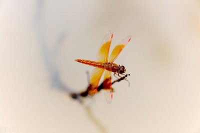 ​阿皮读古诗：和乐天春词(唐：刘禹锡)
