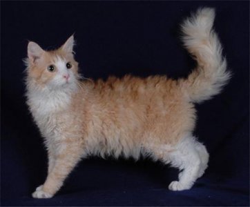 ​十大最昂贵的猫种，第一名千金难求！你想吸吗？
