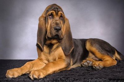 ​不屈不挠神奇嗅觉追踪能力，即使超过14天的气味，寻血猎犬介绍