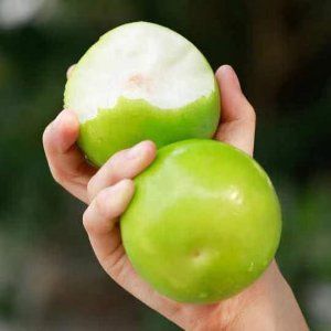 ​蜜枣中的LV——用牛奶当肥料长大的【牛奶蜜枣】